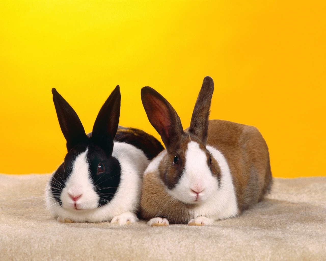Rabbit Foto tapety (1) #23 - 1280x1024