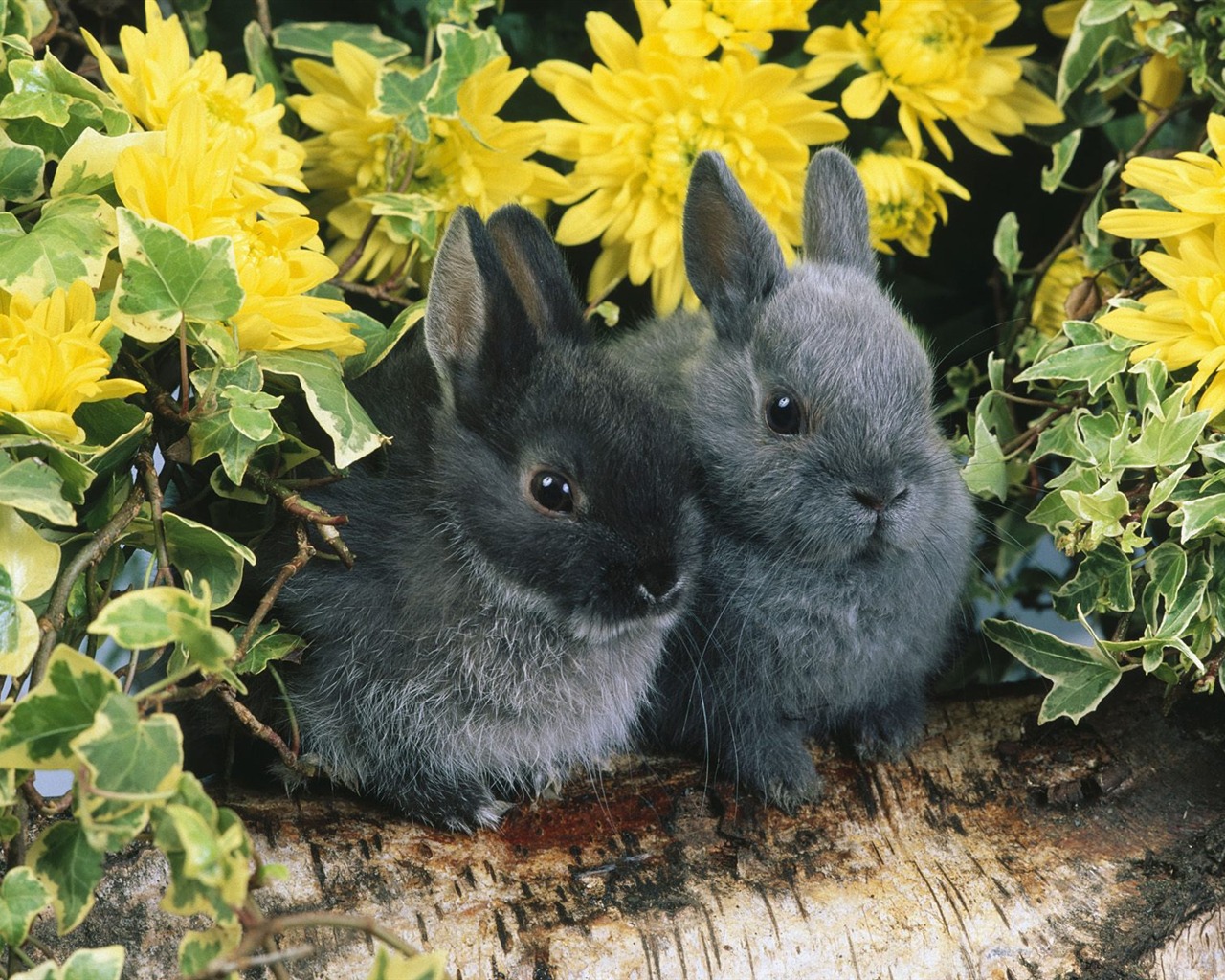 Rabbit Foto tapety (1) #24 - 1280x1024