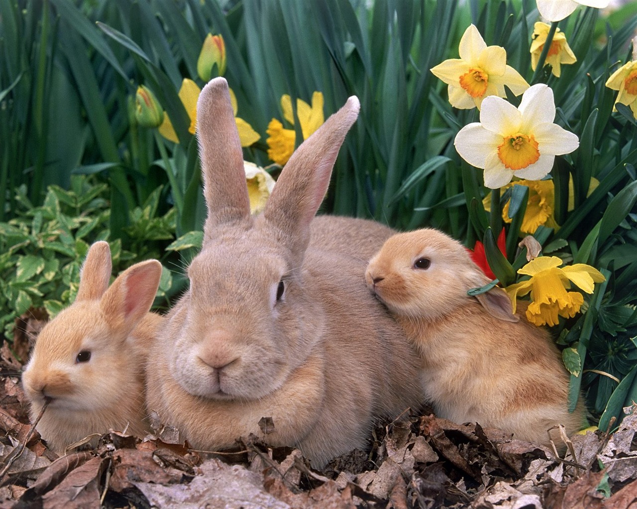 Rabbit Foto tapety (1) #27 - 1280x1024