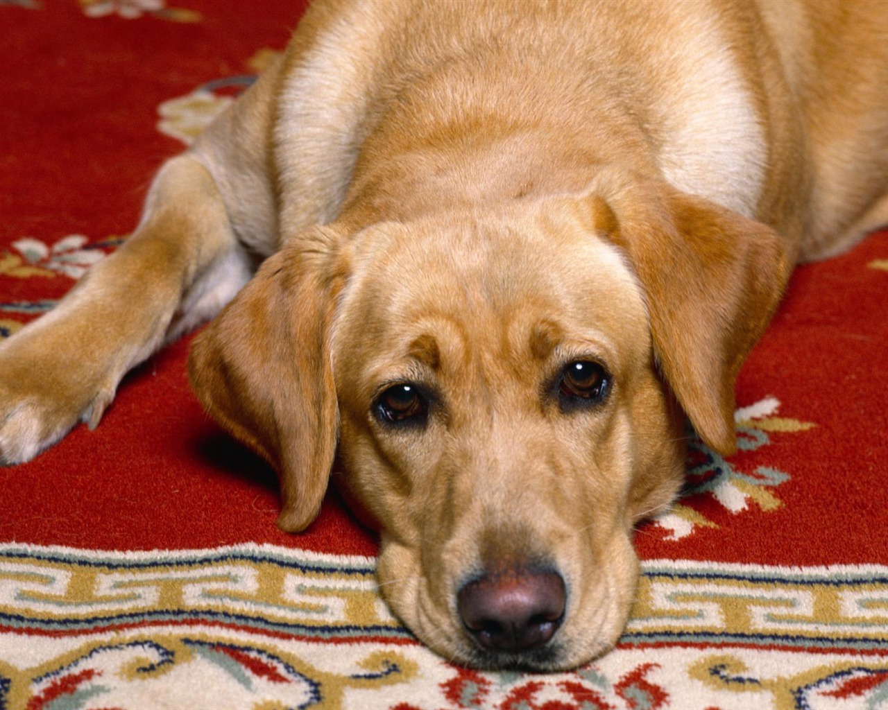 Puppy Photo HD wallpapers (3) #2 - 1280x1024