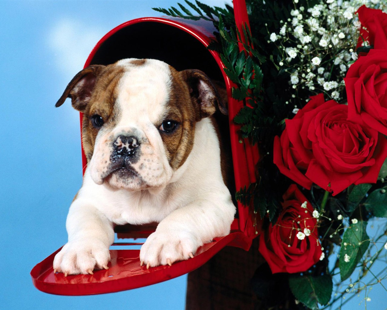 Puppy Photo HD wallpapers (3) #4 - 1280x1024