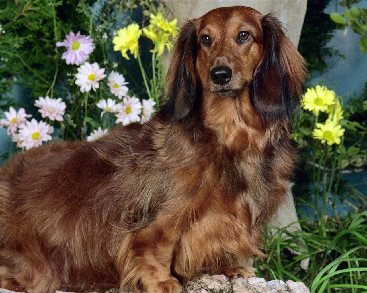 Puppy Foto HD Tapety na plochu (3) #6 - 1280x1024