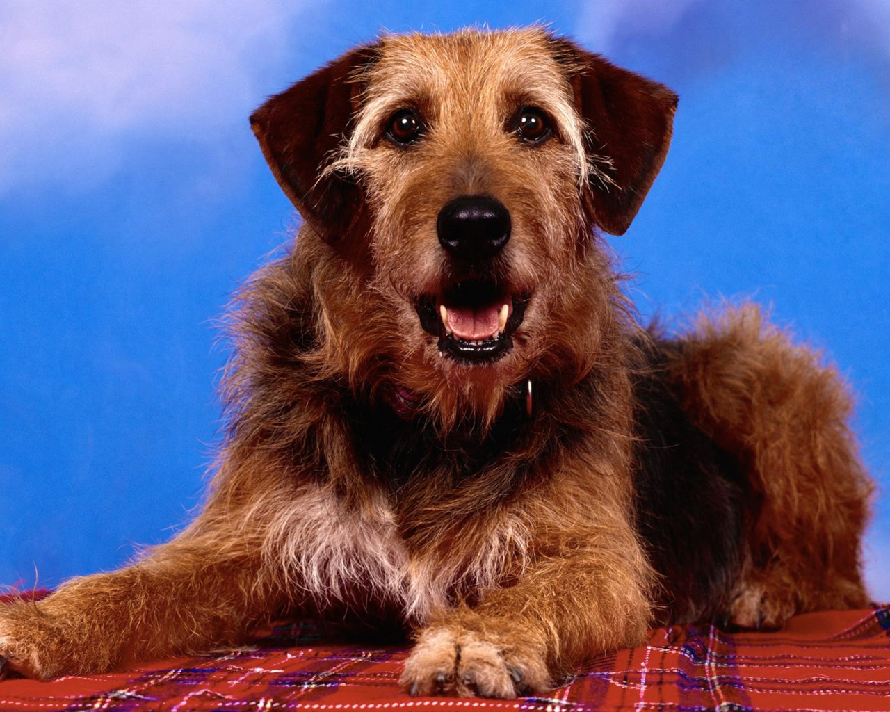 Puppy Photo HD wallpapers (3) #7 - 1280x1024