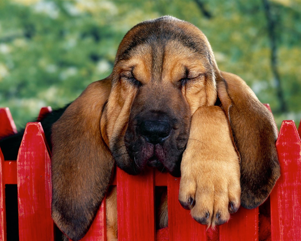 Puppy Foto HD Tapety na plochu (3) #13 - 1280x1024
