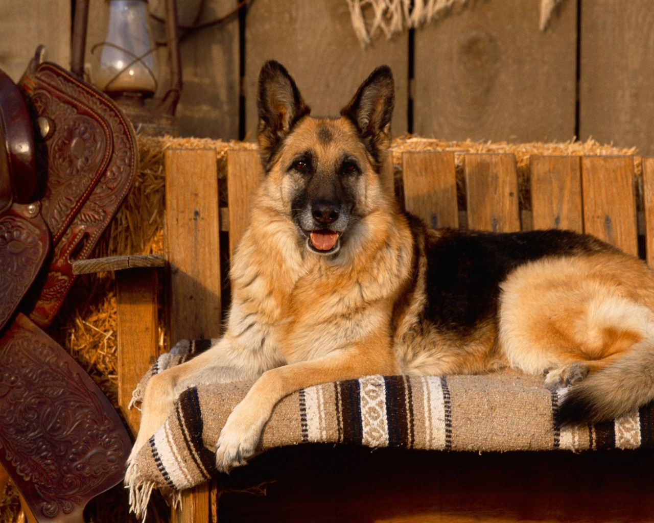 Puppy Foto HD Tapety na plochu (3) #15 - 1280x1024