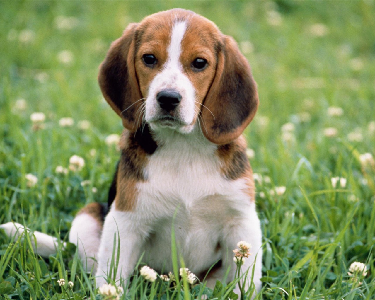 Puppy Photo HD wallpapers (3) #16 - 1280x1024