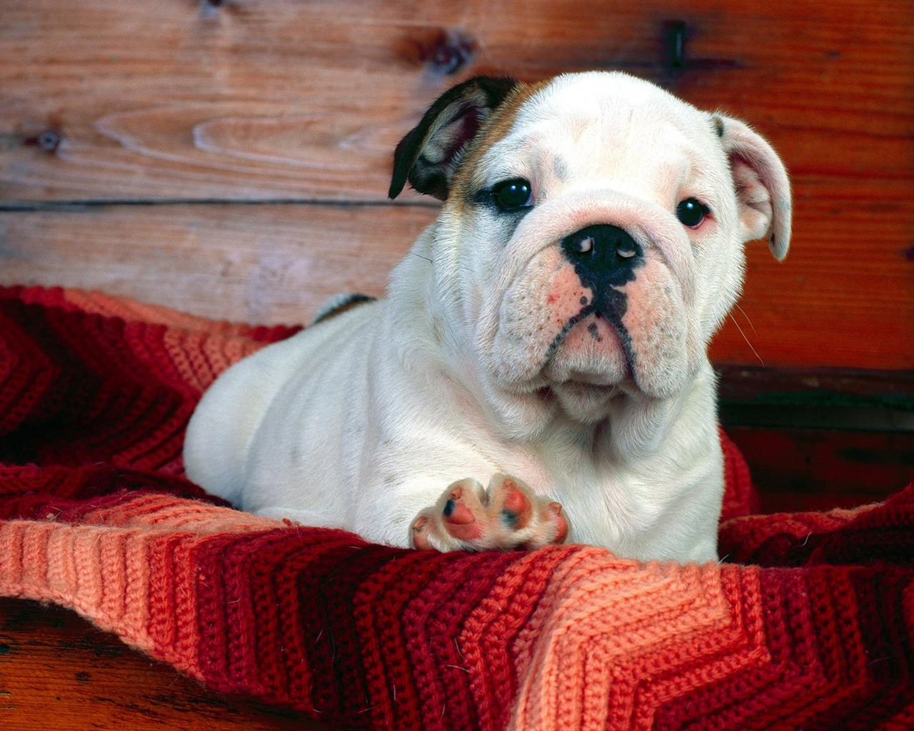 Puppy Foto HD Tapety na plochu (3) #18 - 1280x1024