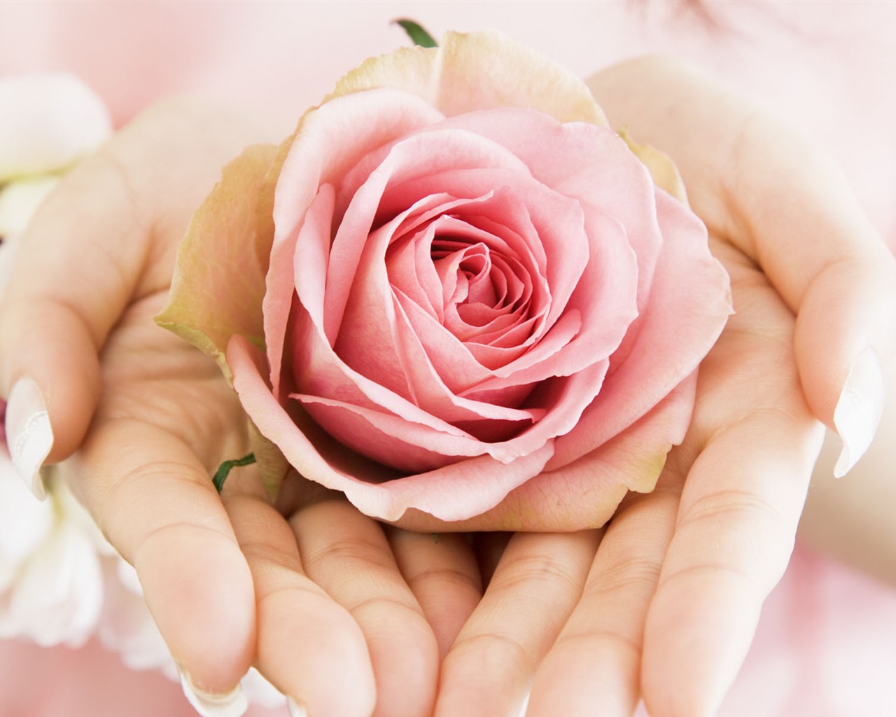 Wedding Flowers Wallpapers (3) #17 - 1280x1024