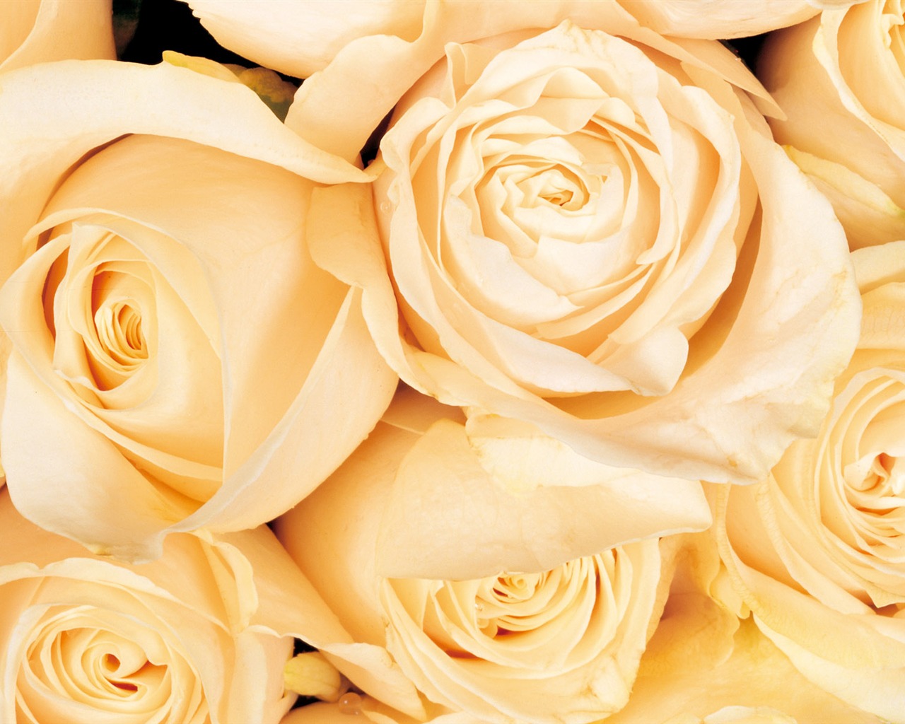 Rose Foto tapety (1) #2 - 1280x1024