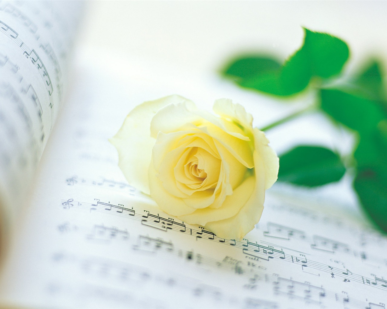 Rose Foto tapety (1) #5 - 1280x1024