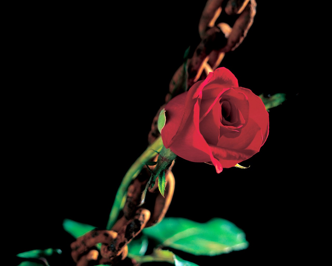 Rose Foto tapety (1) #6 - 1280x1024