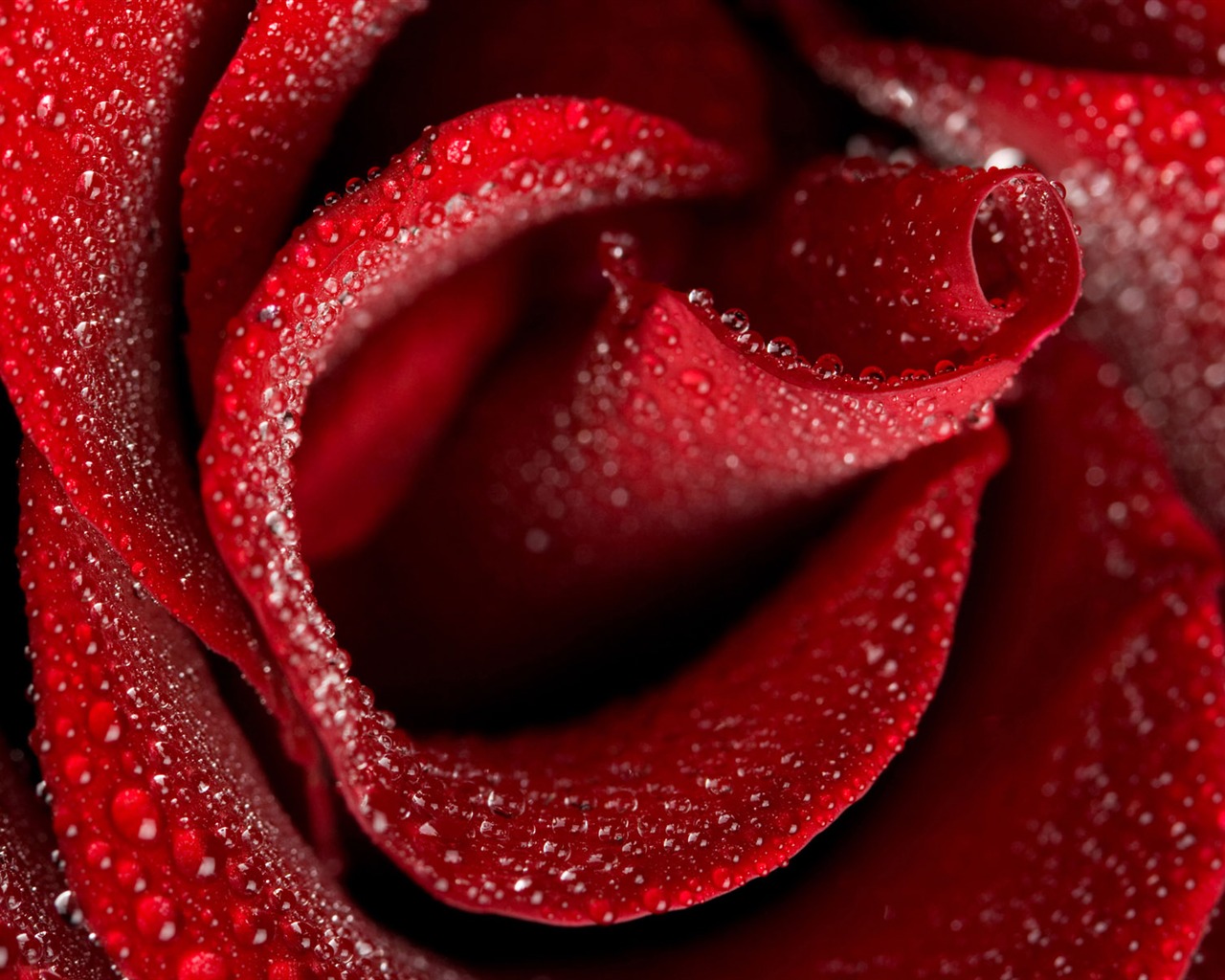 Rose Foto tapety (1) #7 - 1280x1024