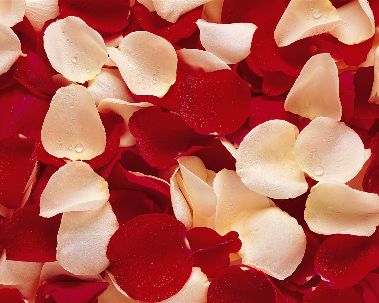 Rose Foto tapety (1) #11 - 1280x1024