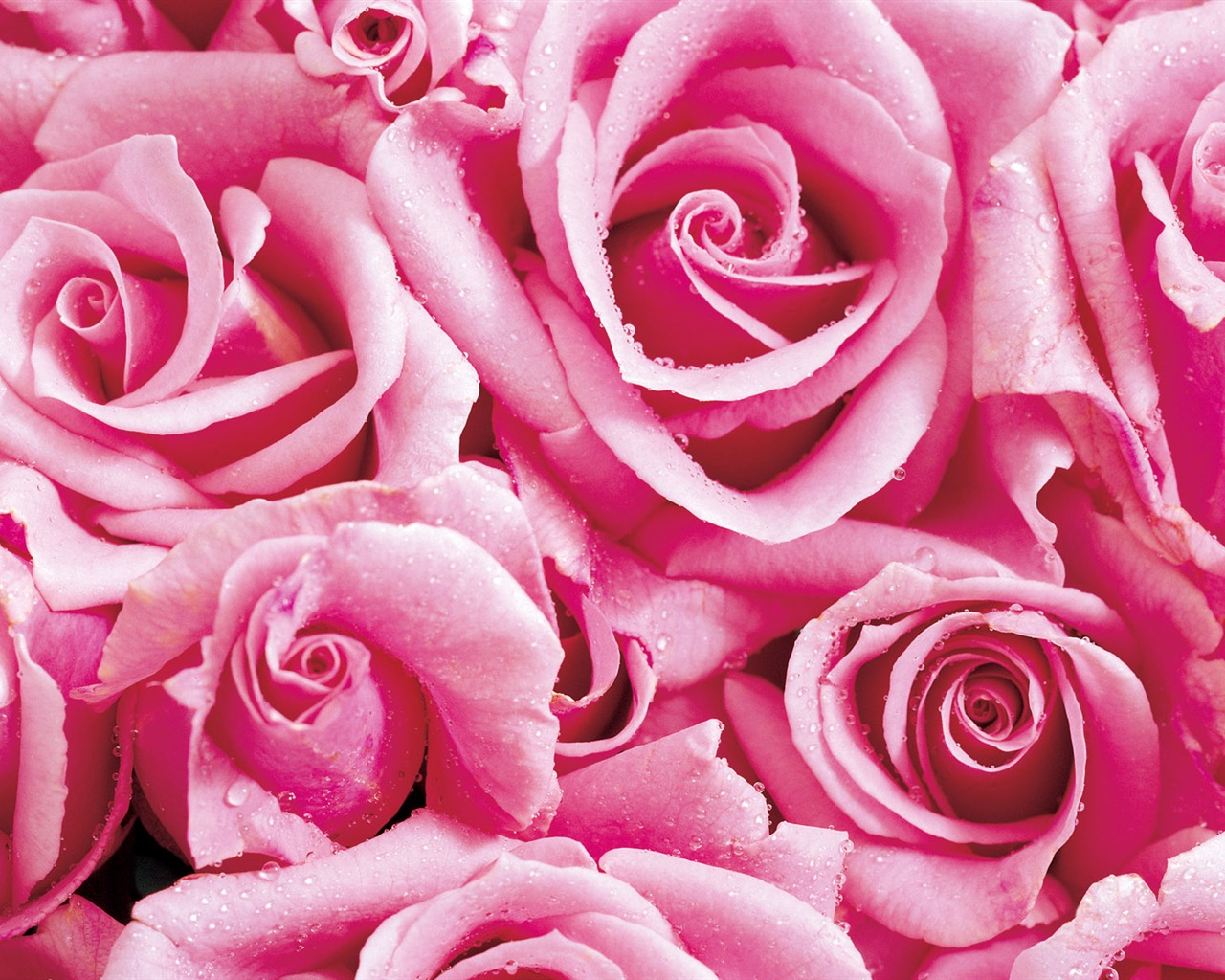 Rose Foto tapety (1) #17 - 1280x1024