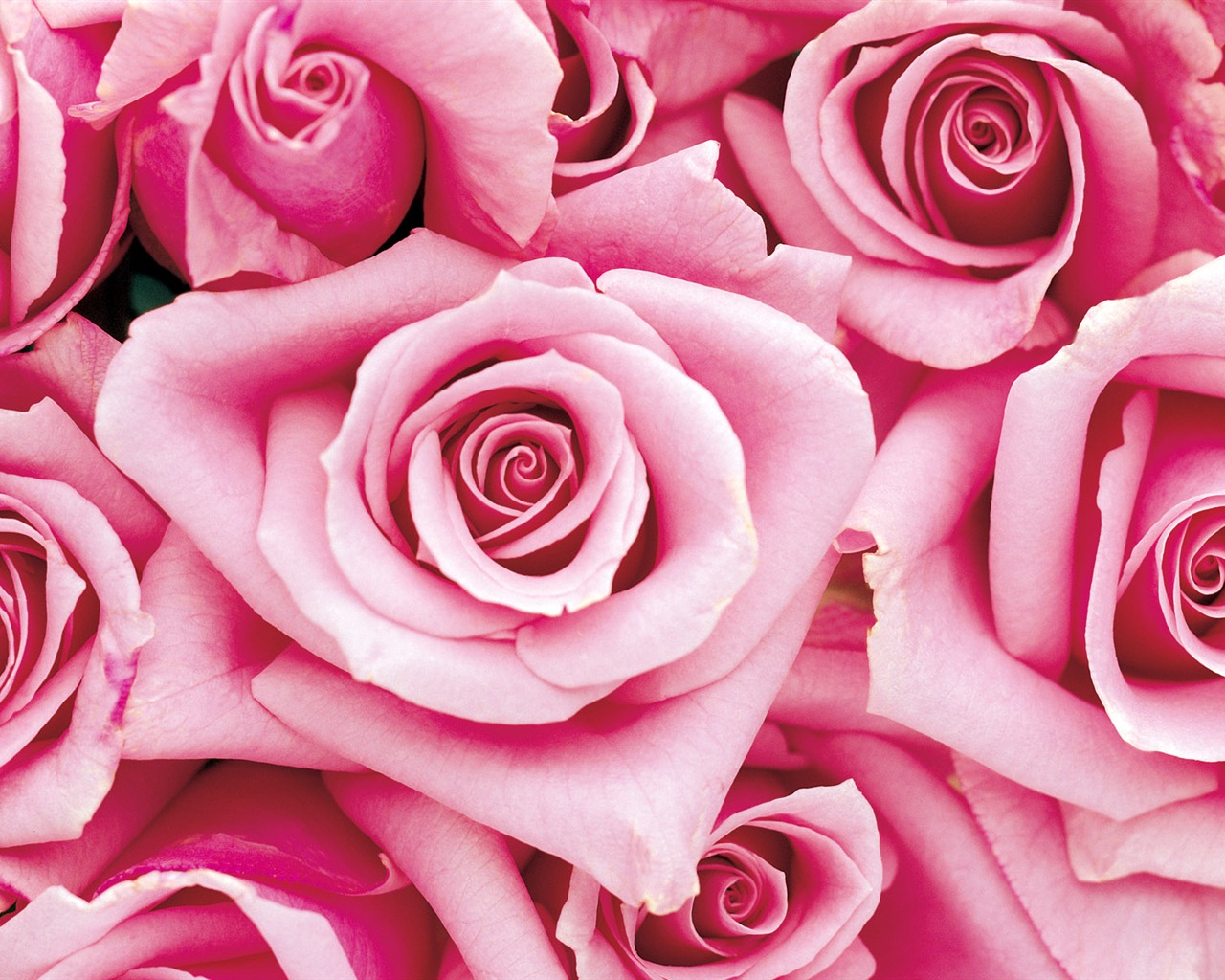 Rose Photo Wallpaper (1) #18 - 1280x1024