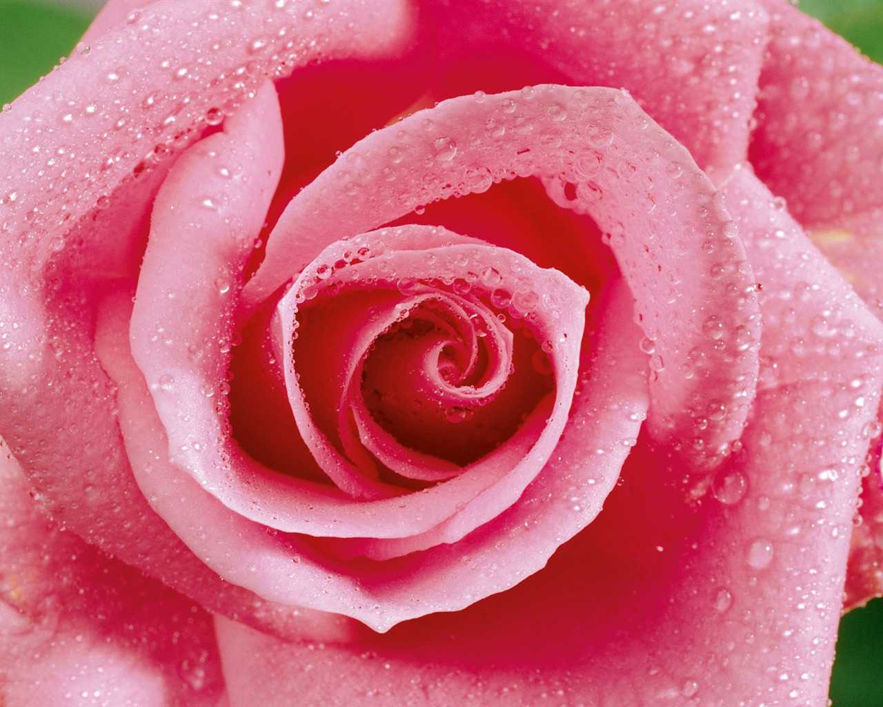 Rose Photo Wallpaper (1) #20 - 1280x1024