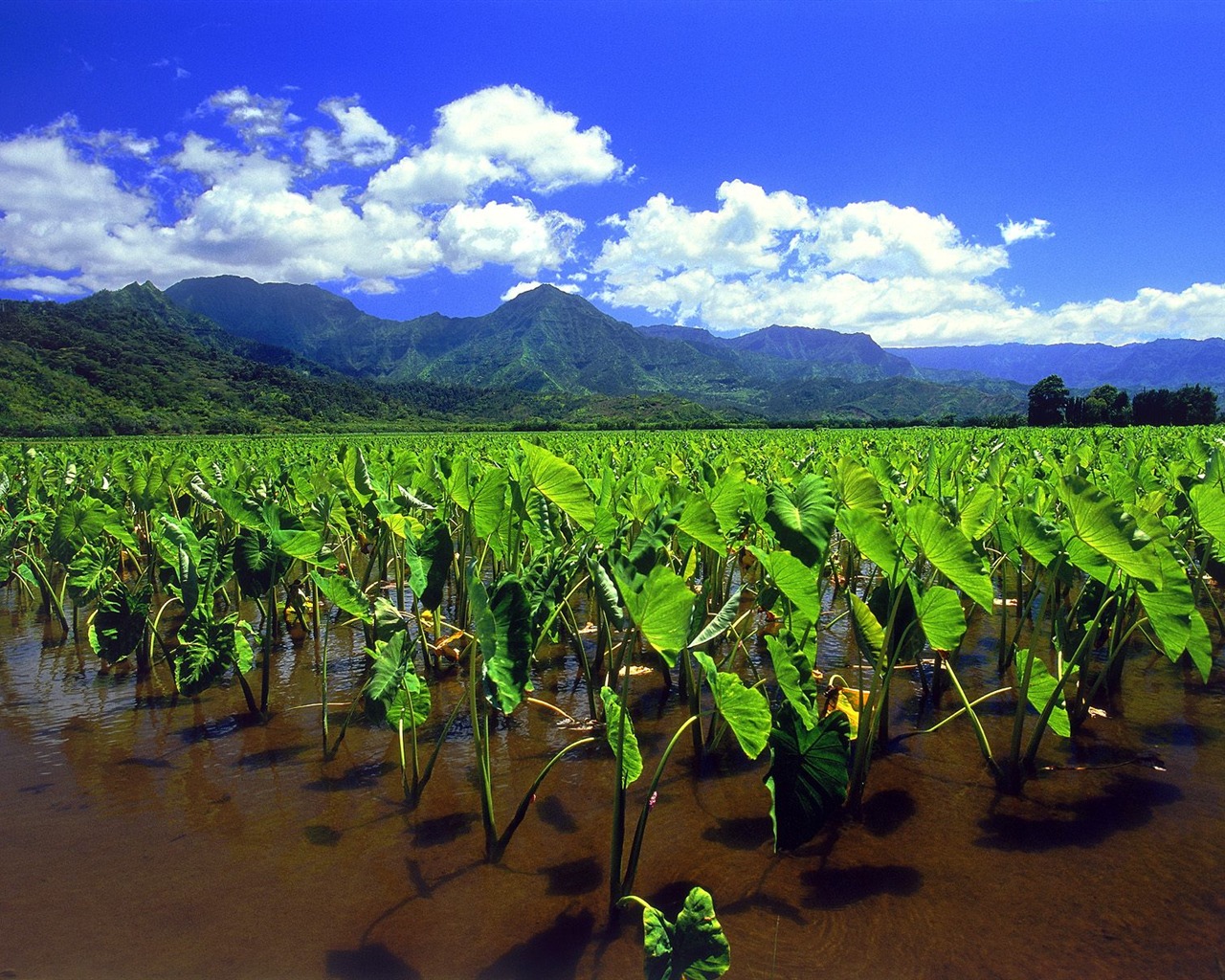 Hermoso paisaje de Hawai Wallpaper #27 - 1280x1024