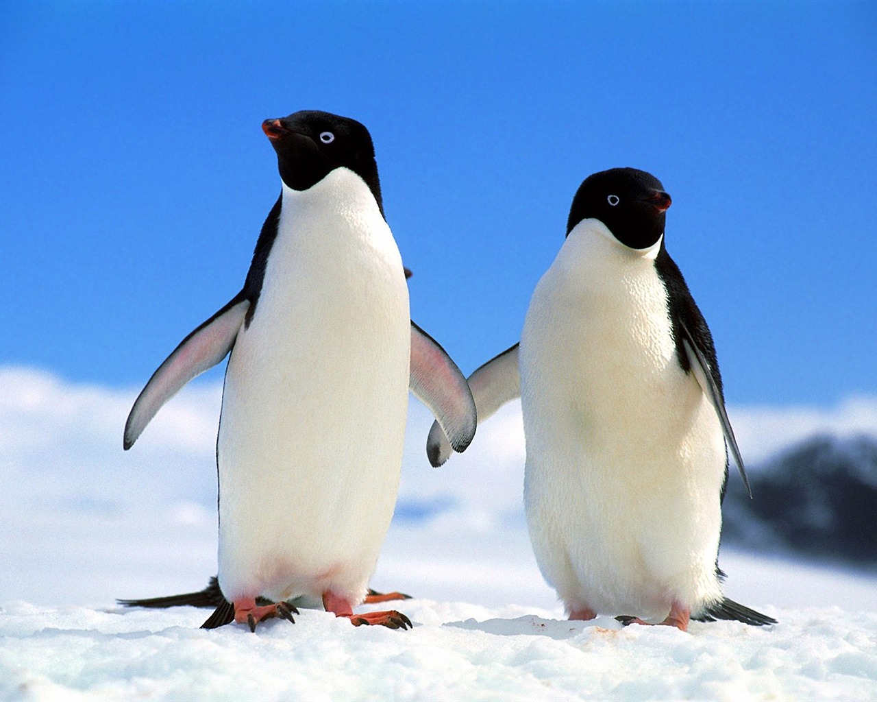 Penguin Foto Wallpaper #1 - 1280x1024