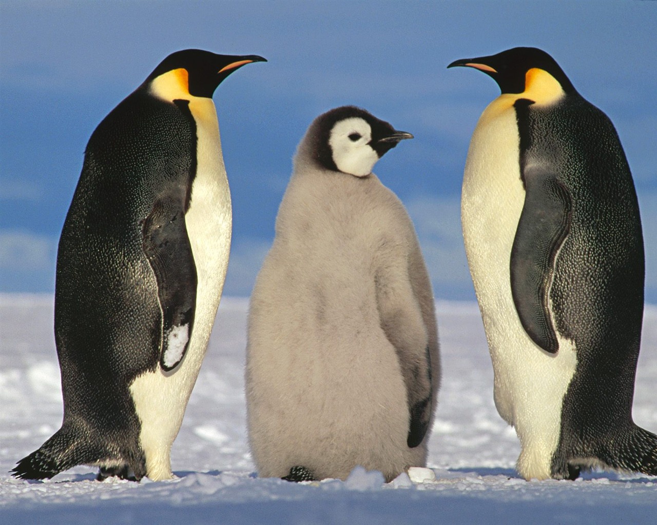 Penguin Foto Wallpaper #2 - 1280x1024