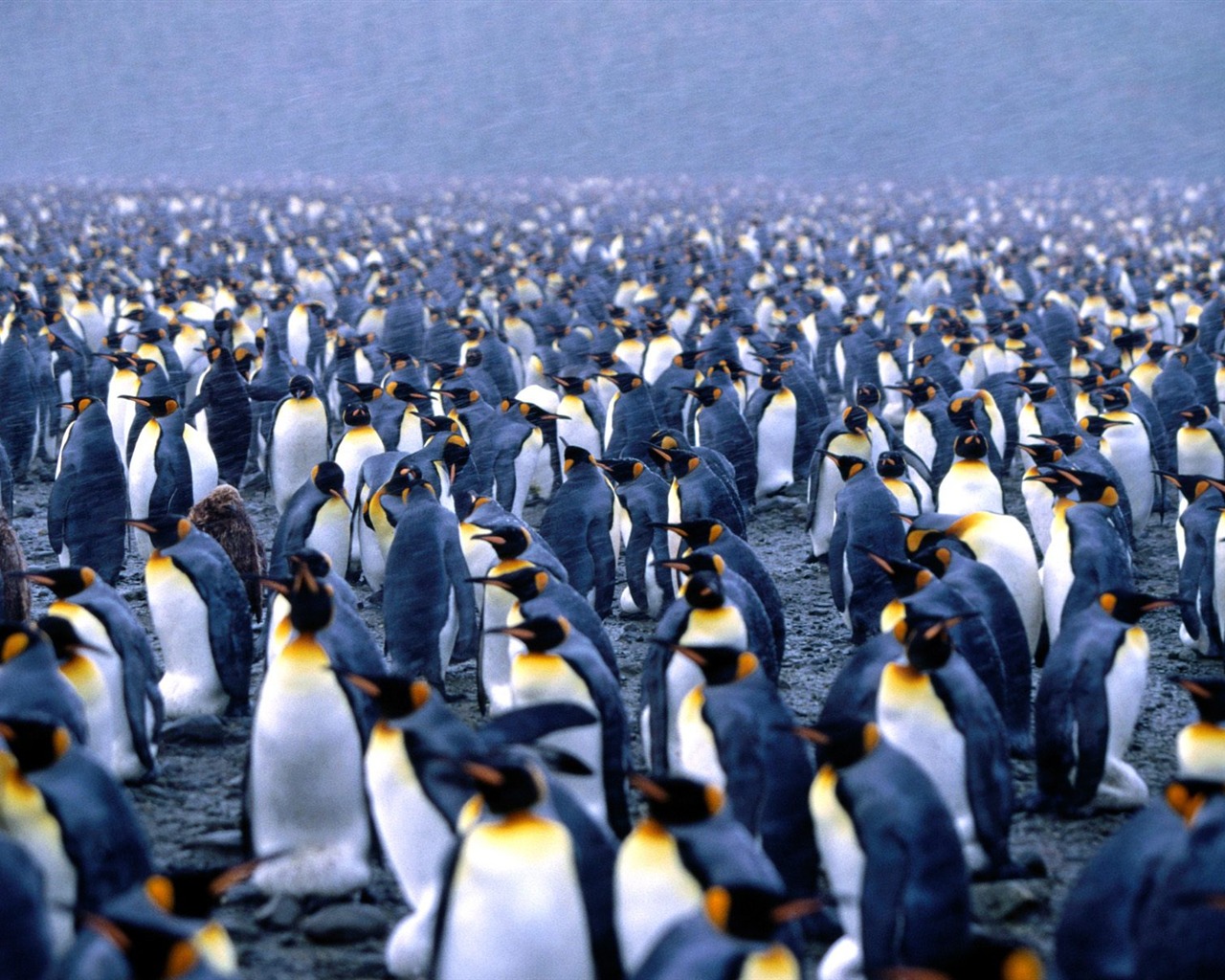 Penguin Foto Wallpaper #4 - 1280x1024