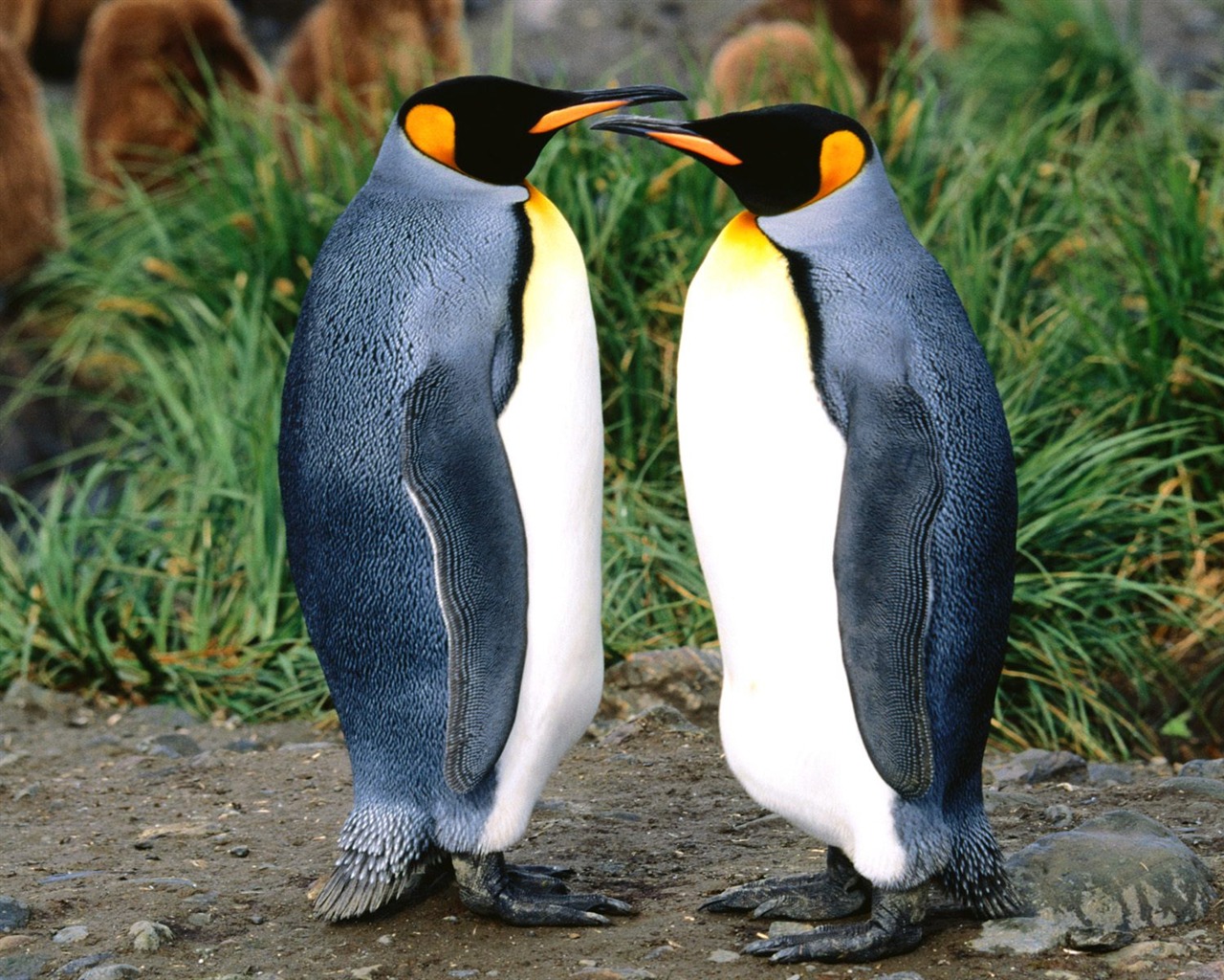 Penguin Foto Wallpaper #5 - 1280x1024