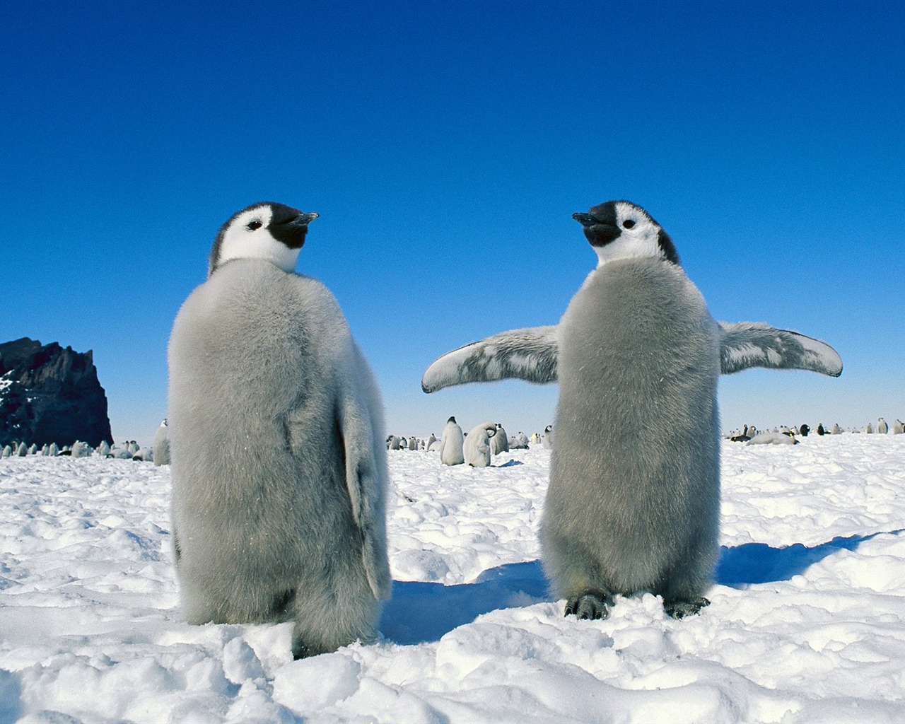 Penguin Photo Wallpaper #6 - 1280x1024