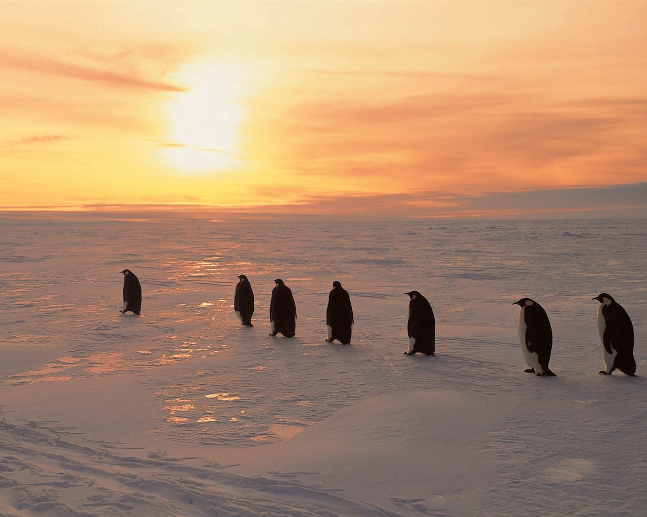 Penguin Foto Wallpaper #7 - 1280x1024