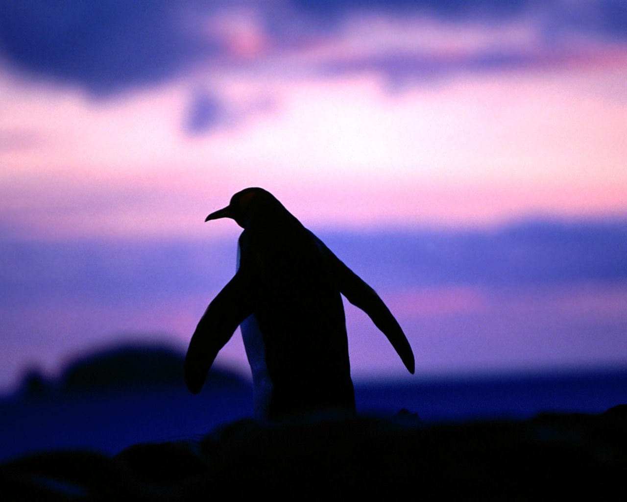 Penguin Foto Wallpaper #8 - 1280x1024