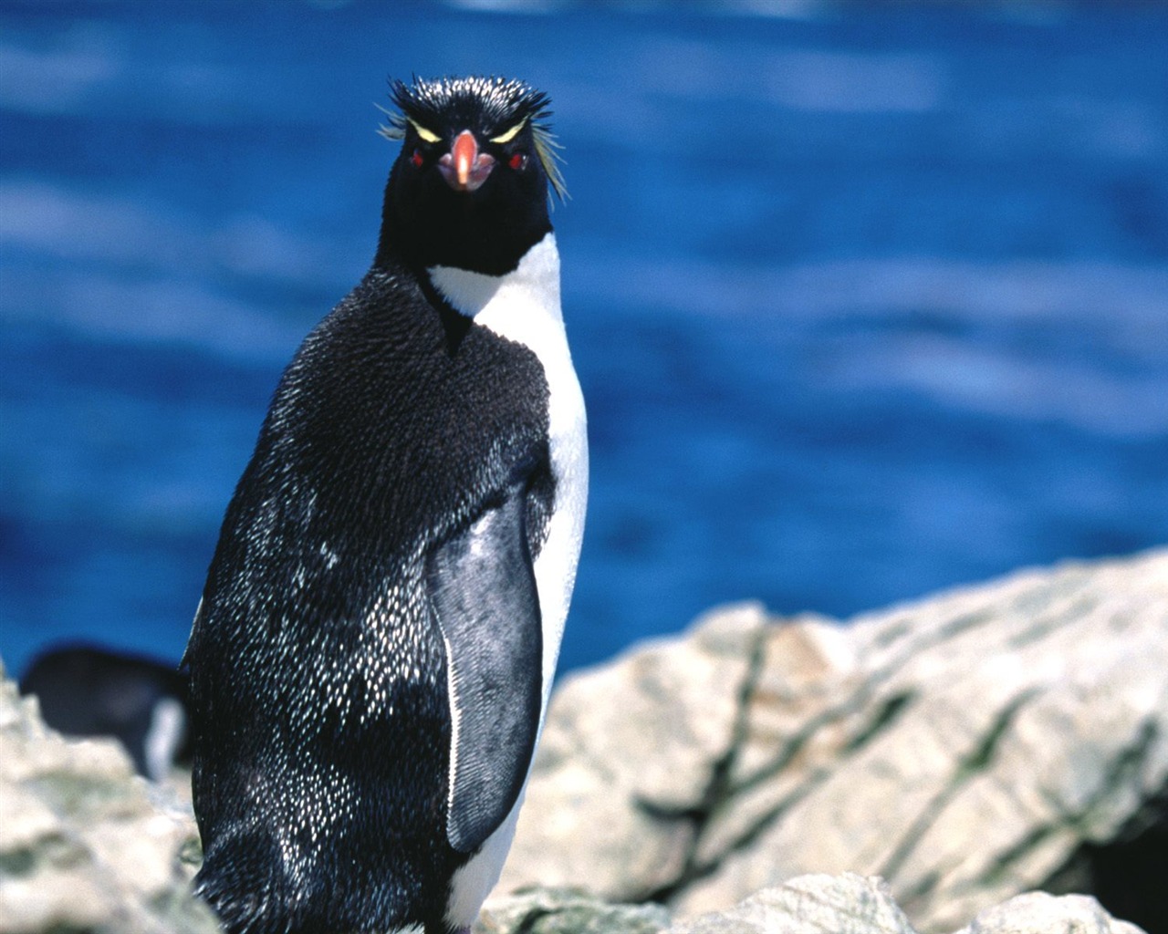 Penguin Foto Wallpaper #11 - 1280x1024