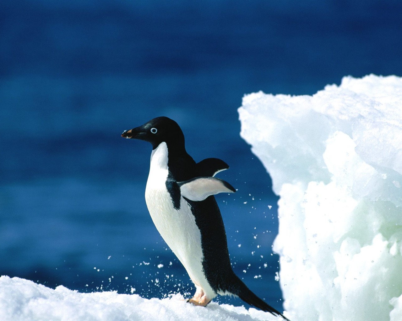 Penguin Fondos de Fotografía #17 - 1280x1024