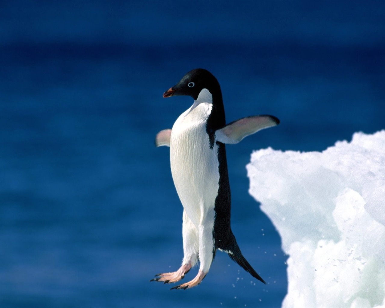 Penguin Foto Wallpaper #18 - 1280x1024