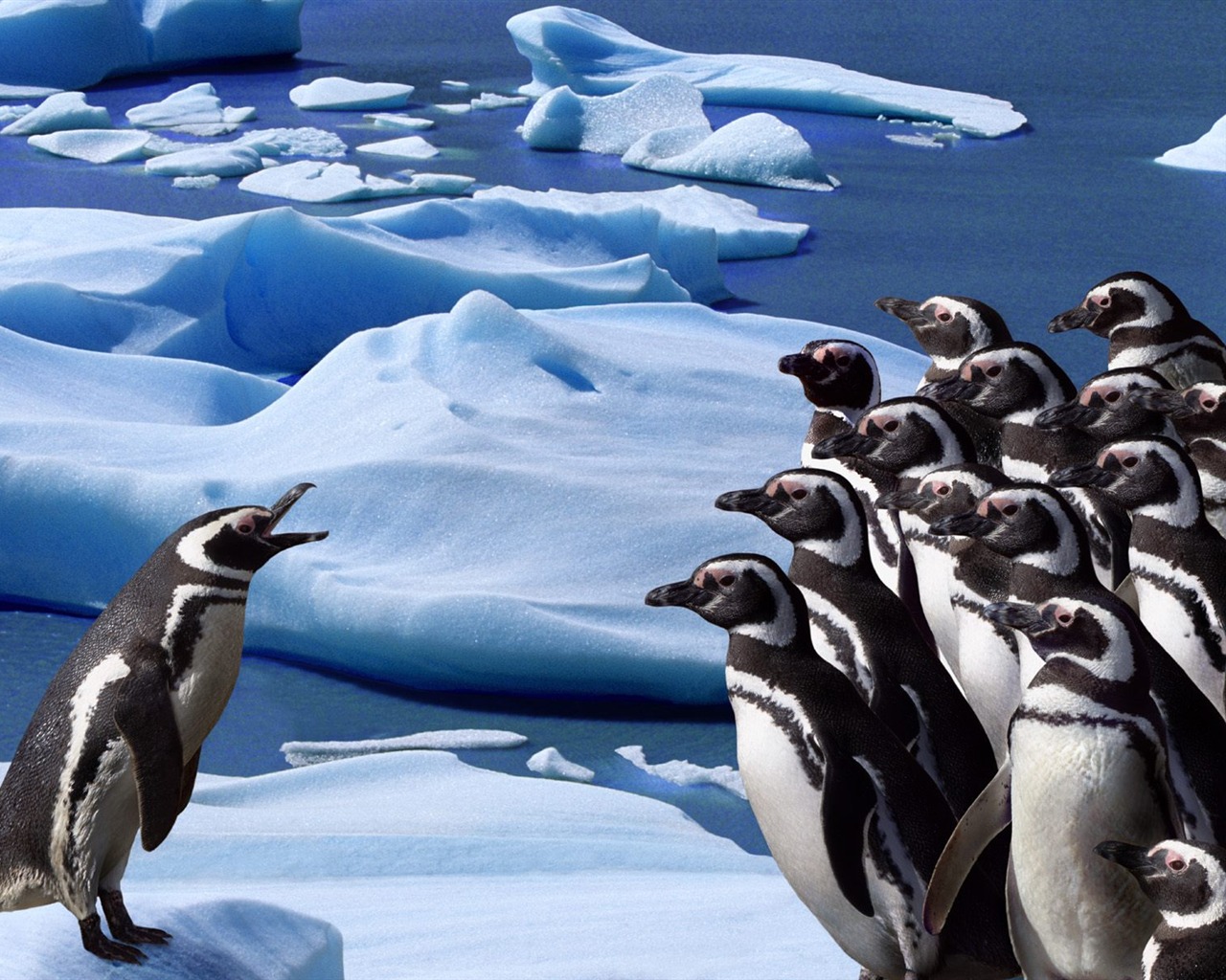 Penguin Photo Wallpaper #19 - 1280x1024