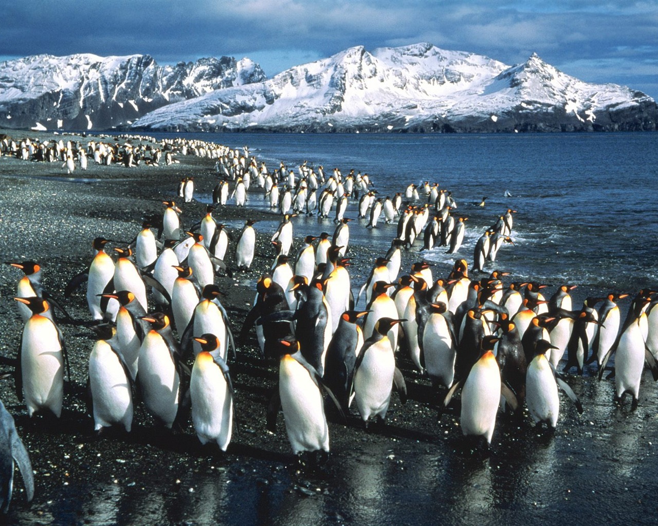 Penguin Foto Wallpaper #20 - 1280x1024