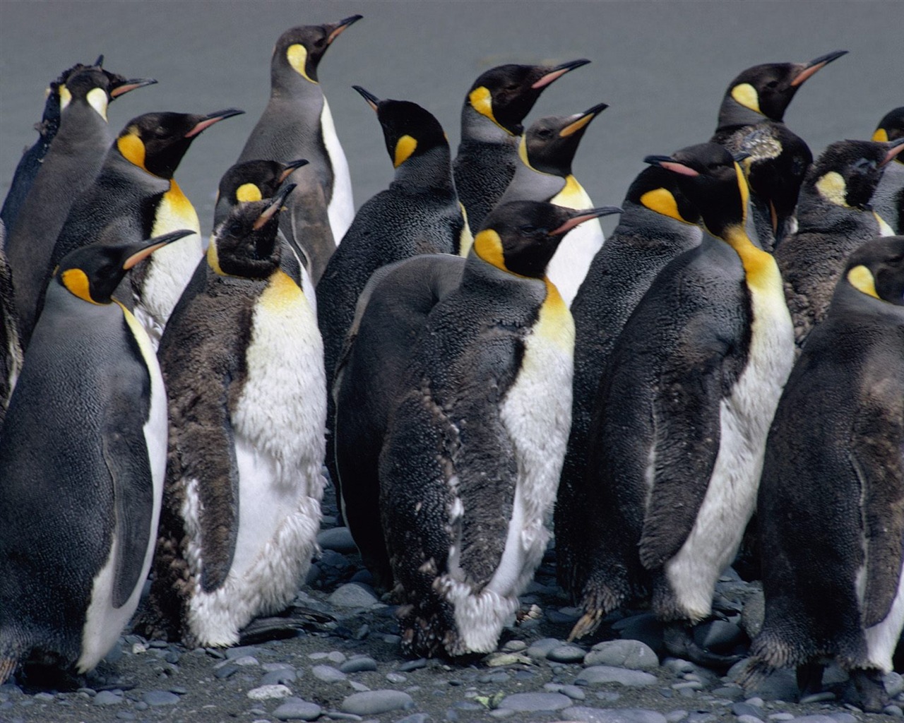 Penguin Foto Wallpaper #21 - 1280x1024