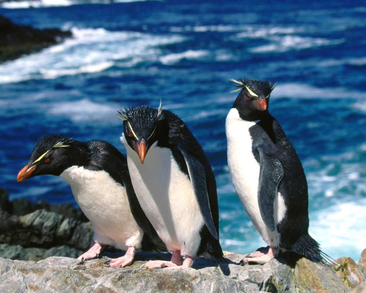 Penguin Foto Wallpaper #22 - 1280x1024