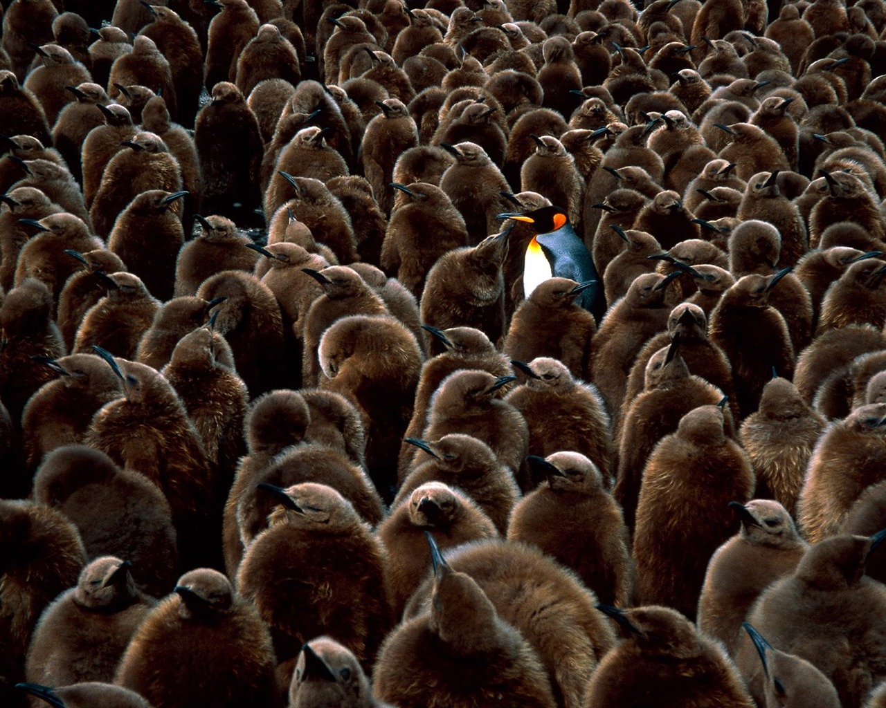 Penguin Foto Wallpaper #23 - 1280x1024
