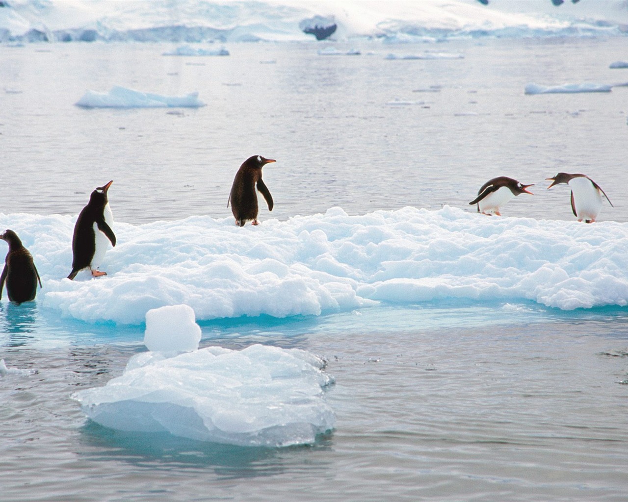 Penguin Photo Wallpaper #25 - 1280x1024