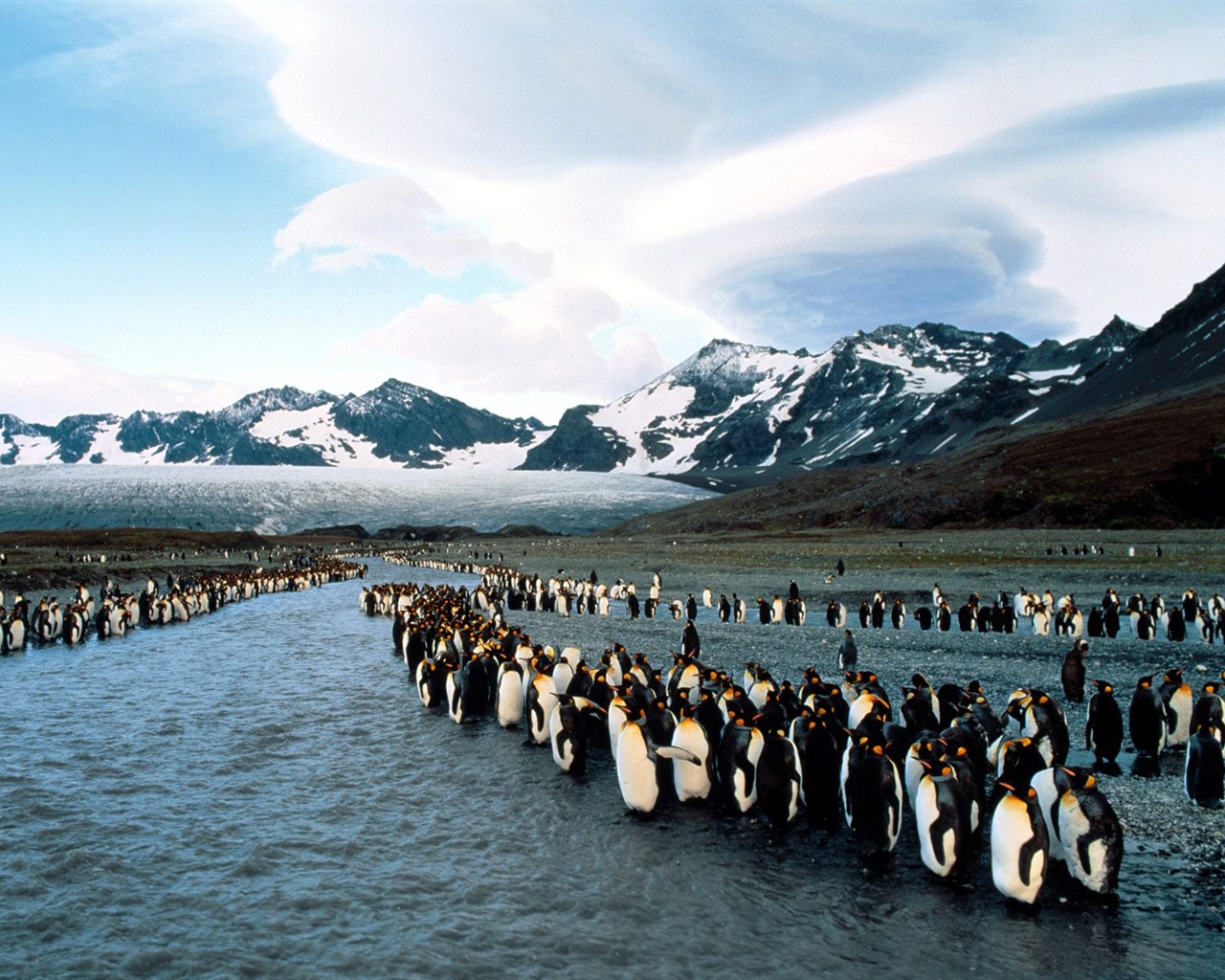 Penguin Foto Wallpaper #26 - 1280x1024