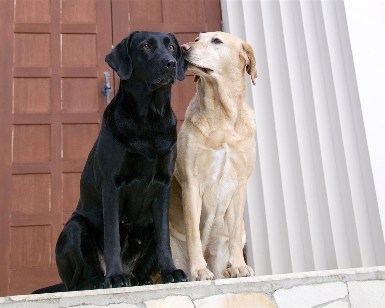 Puppy Foto HD Tapety na plochu (4) #3 - 1280x1024