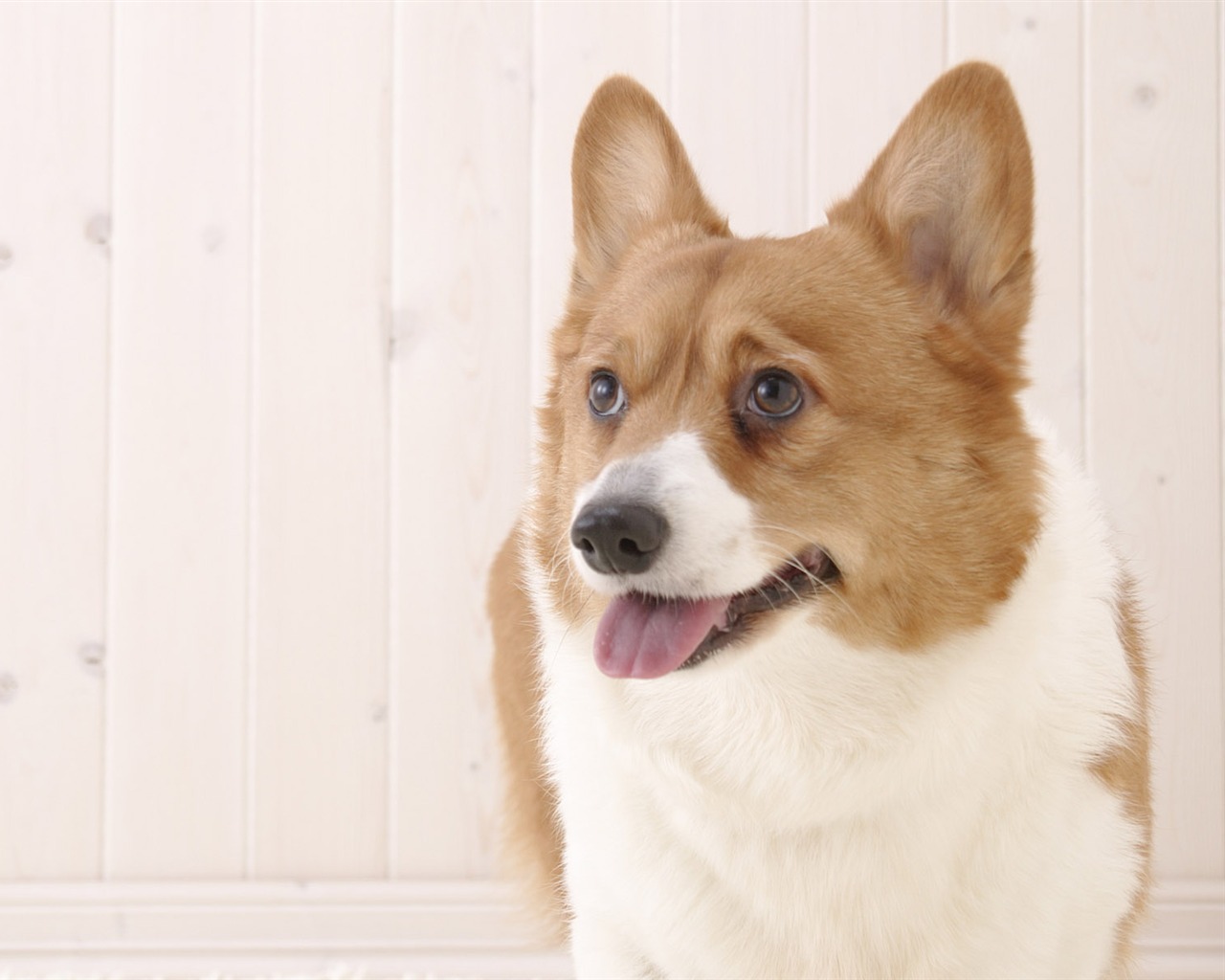 Puppy Foto HD Tapety na plochu (4) #4 - 1280x1024