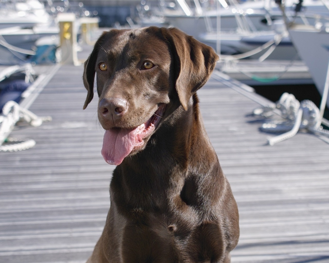 Puppy Foto HD Tapety na plochu (4) #5 - 1280x1024