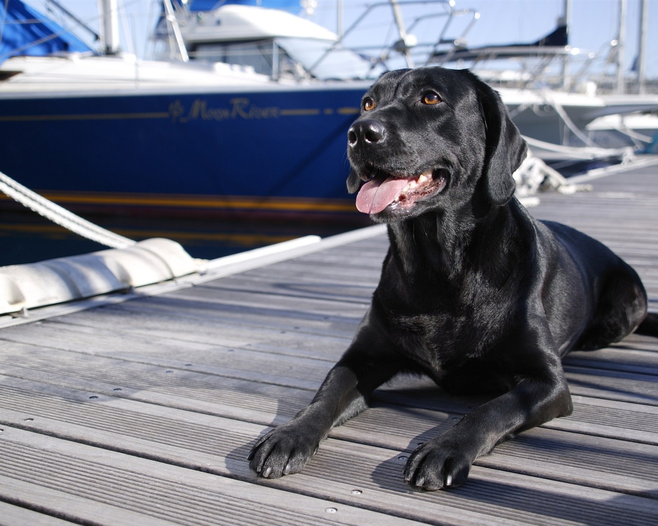 Puppy Foto HD Tapety na plochu (4) #6 - 1280x1024