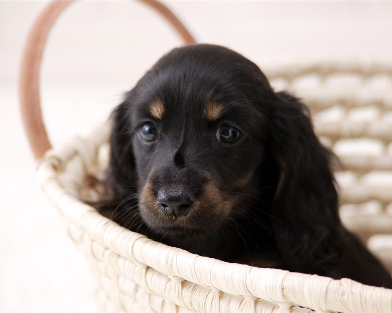 Puppy Foto HD Tapety na plochu (4) #9 - 1280x1024