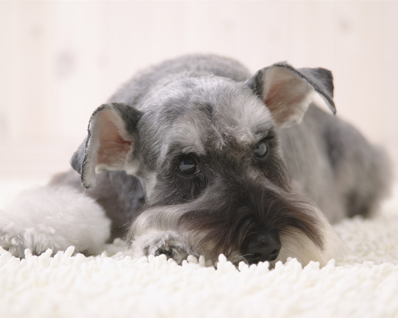 Puppy Foto HD Tapety na plochu (4) #11 - 1280x1024