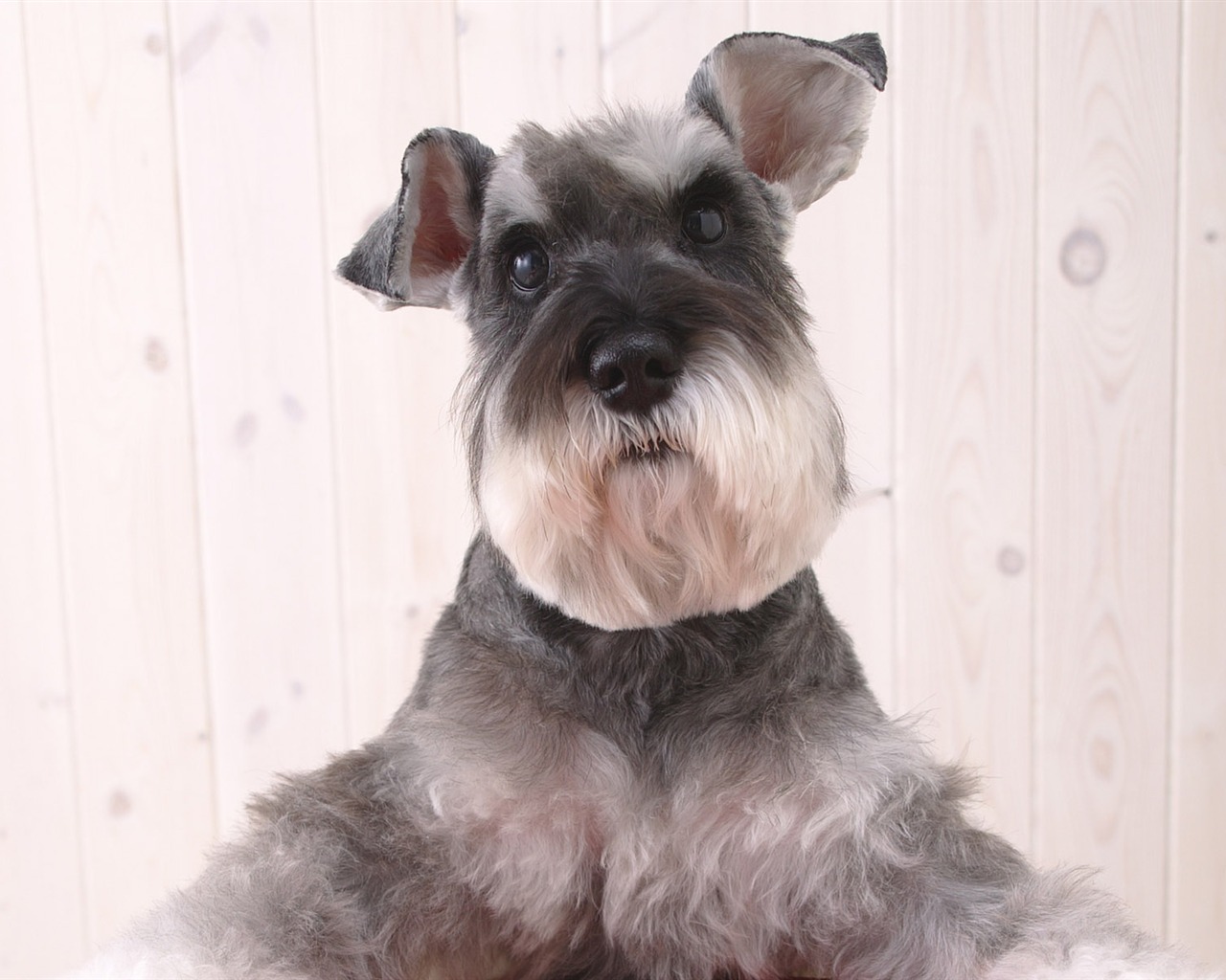 Puppy Foto HD Tapety na plochu (4) #12 - 1280x1024