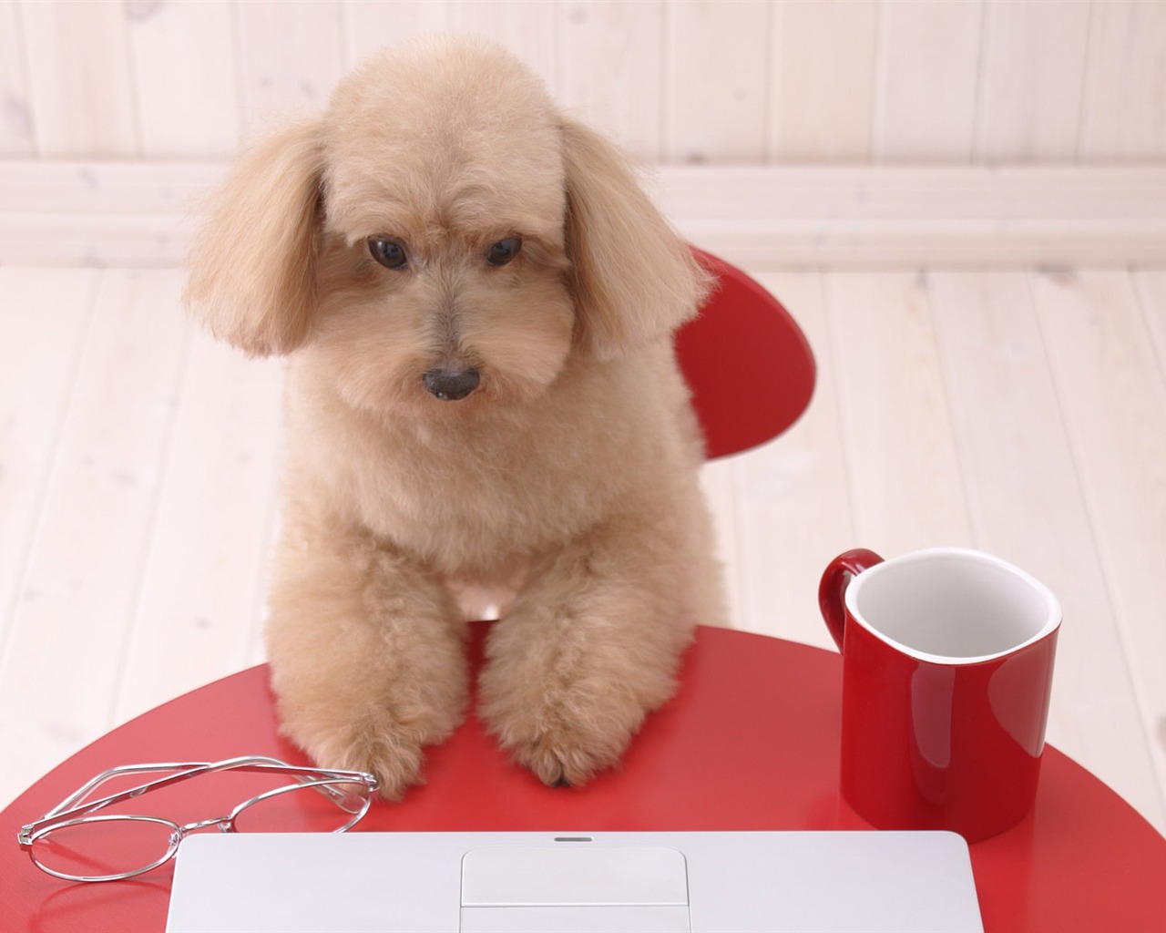 Puppy Foto HD Tapety na plochu (4) #14 - 1280x1024