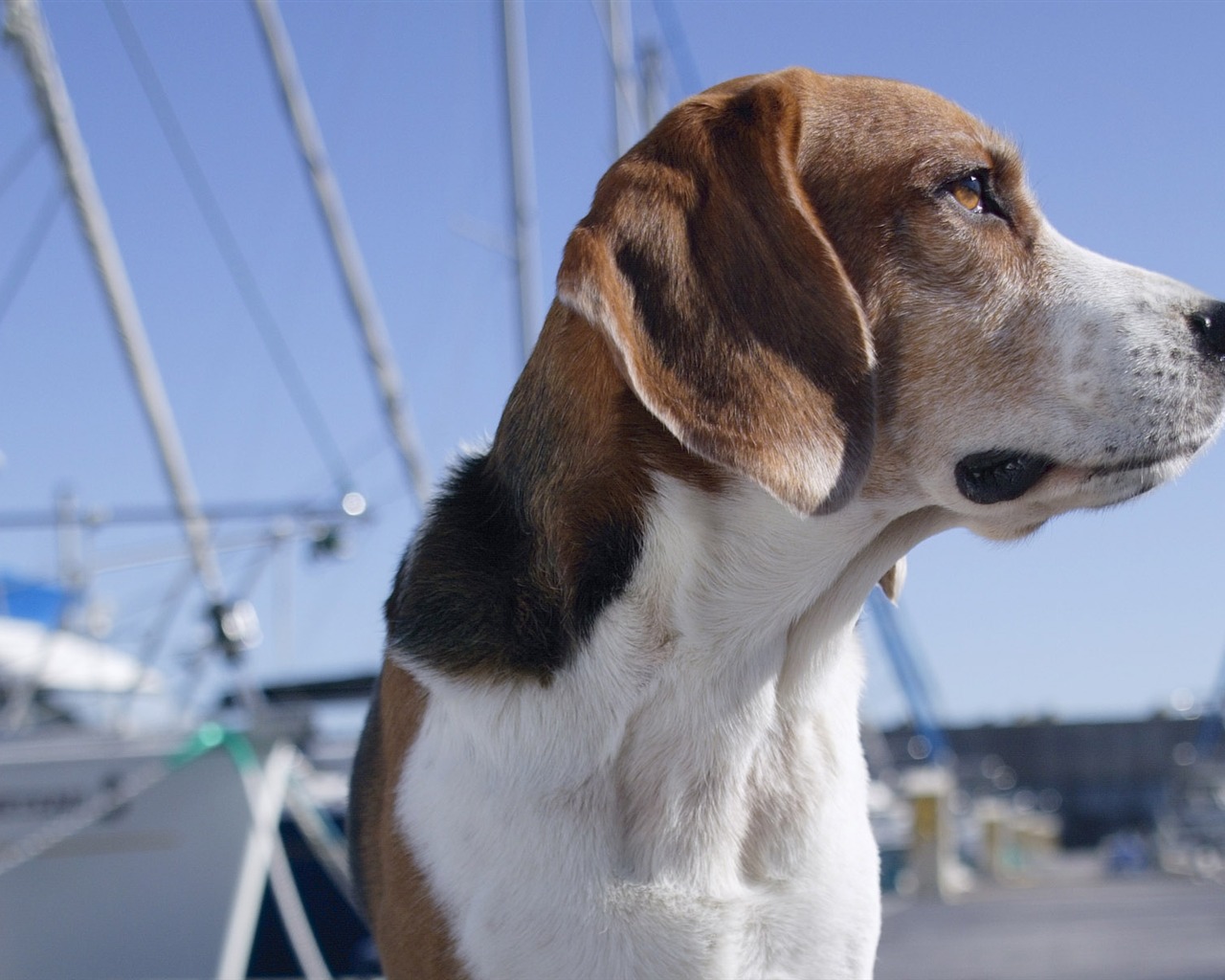 Puppy Foto HD Tapety na plochu (4) #15 - 1280x1024