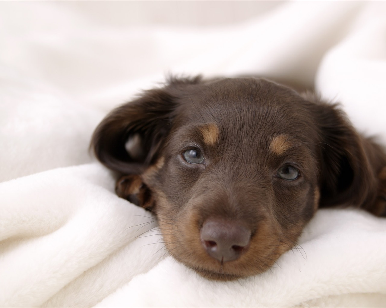 Puppy Photo HD wallpapers (4) #17 - 1280x1024