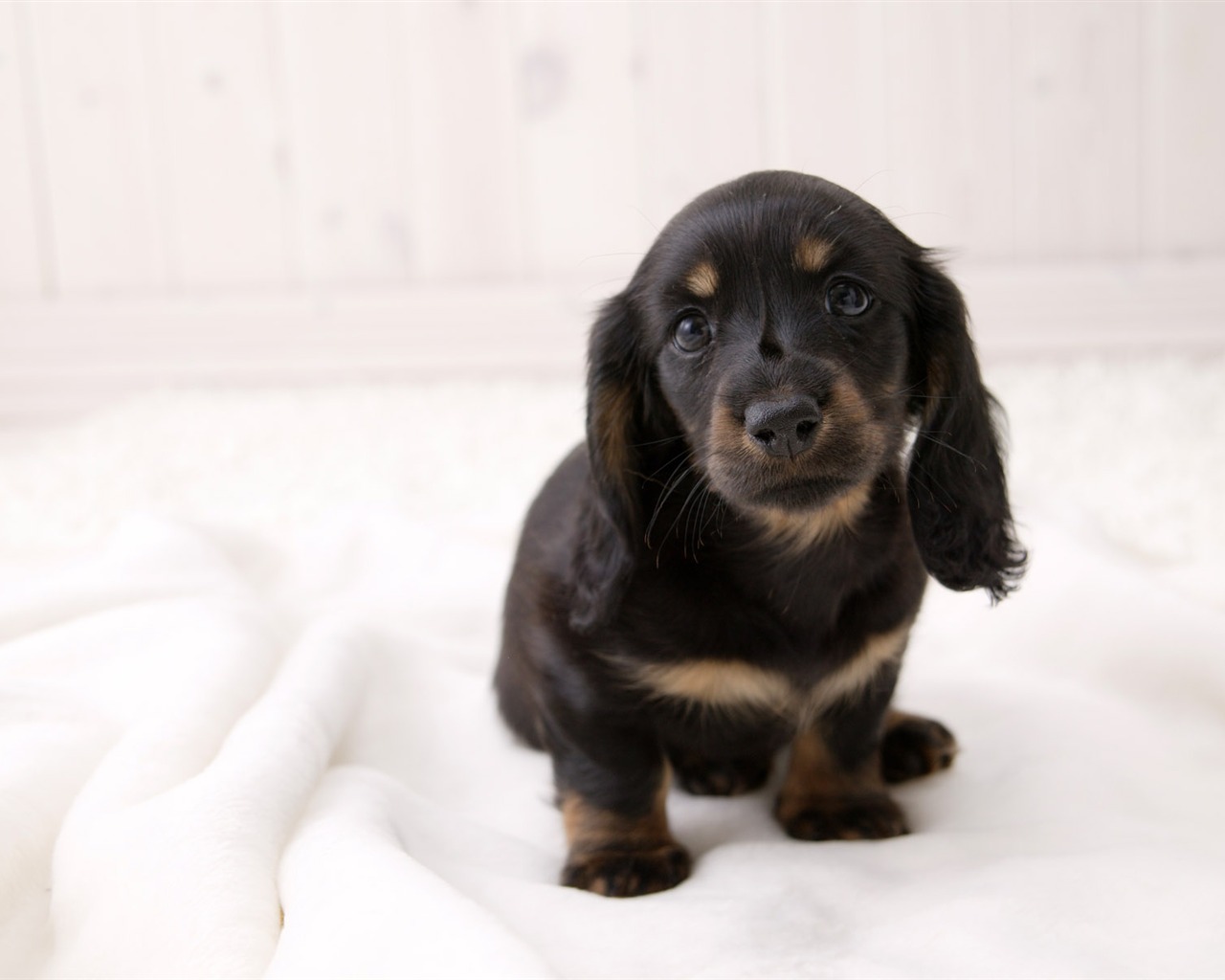 Puppy Photo HD wallpapers (4) #18 - 1280x1024