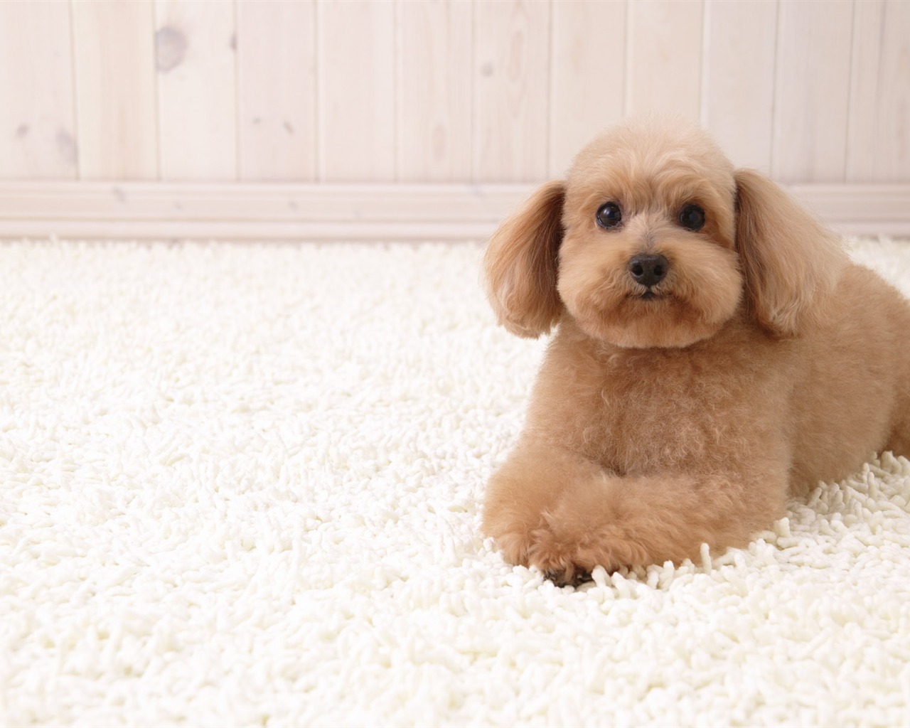 Puppy Foto HD Tapety na plochu (4) #19 - 1280x1024